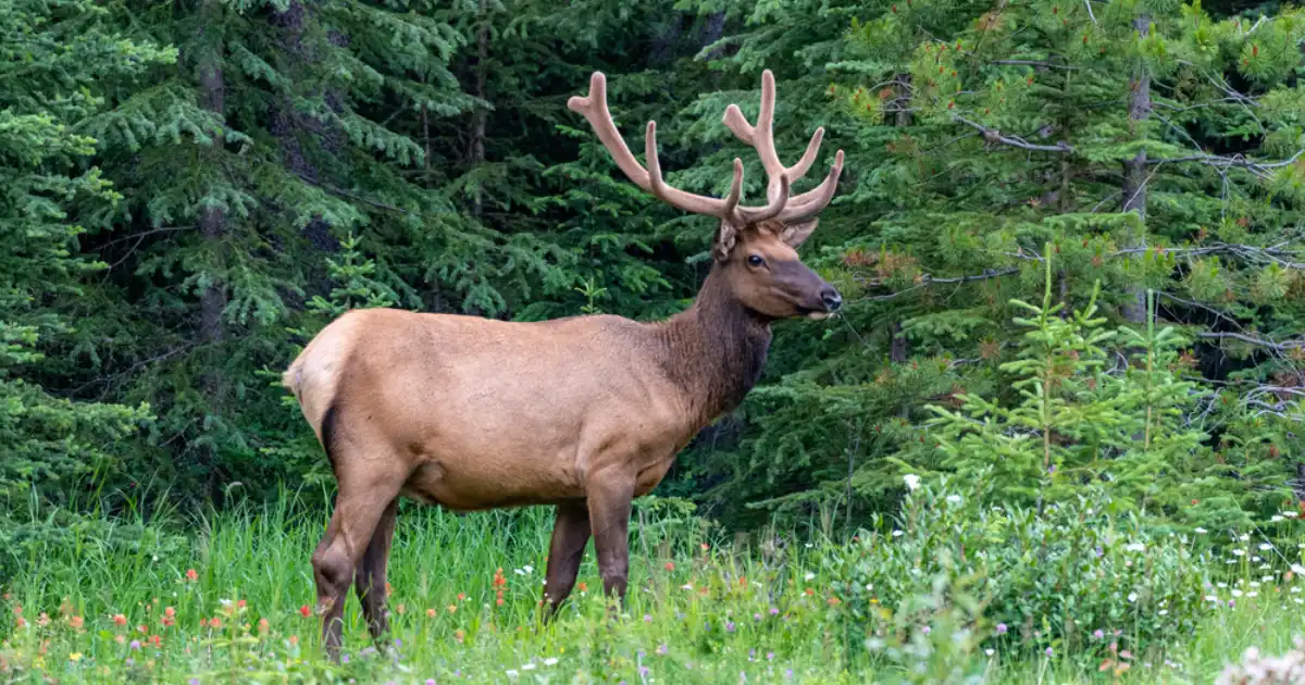 mountain life tips and how to live with wildlife